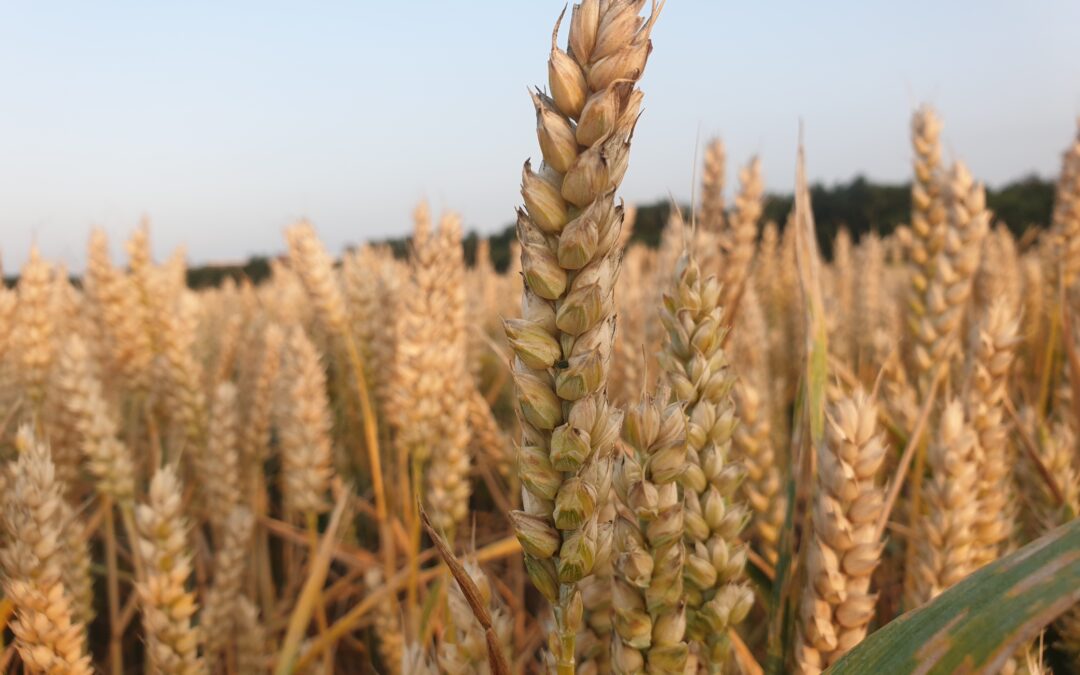 Godin Ker en Lammas